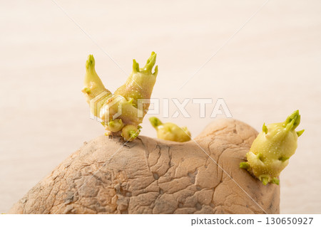 sprout potato bud sprout potato Sprouted potatoes ジャガイモ sprout 130650927