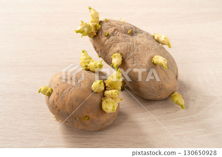 sprout potato bud sprout potato Sprouted potatoes ジャガイモ sprout sprout potato bud sprout potato Sprouted potatoes ジャガイモ sprout 130650928