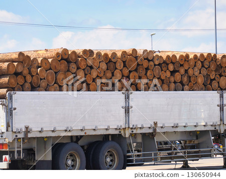 The bed of a large freight vehicle loaded with lots of timber 130650944