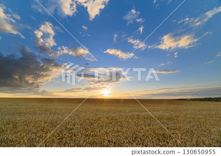 A Breathtakingly Stunning Sunset Illuminates a Golden Field Surrounded by Dramatic Clouds A Breathtakingly Stunning Sunset Illuminates a Golden Field Surrounded by Dramatic Clouds 130650955