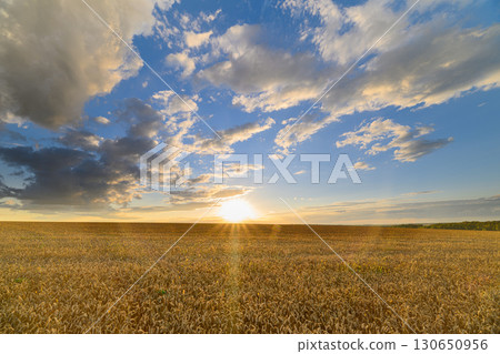 A Stunning Golden Field Nestled Beneath a Vibrant and Beautifully Colorful Sky at Sunset During Dusk A Stunning Golden Field Nestled Beneath a Vibrant and Beautifully Colorful Sky at Sunset During Dusk 130650956