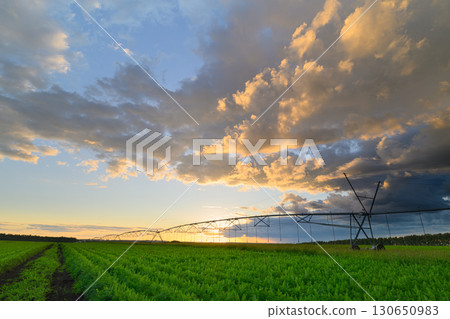 Radiant golden hour light illuminates lush green fields enhanced by effective irrigation 130650983