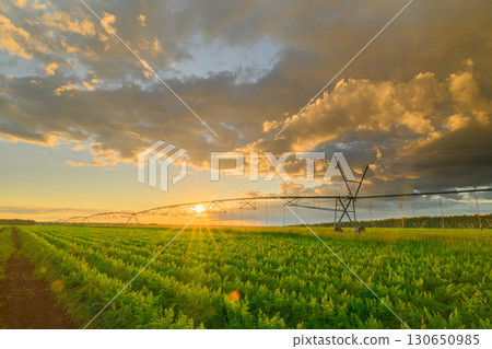 Golden Hour Over Wide Agricultural Fields with a Modern Irrigation System in Action 130650985