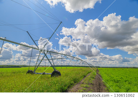 An Expansive Irrigated Field Beneath a Beautifully Bright Blue Sky Adorned with Clouds 130651002