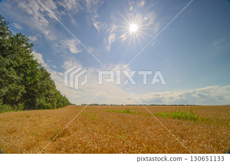 A Vast and Expansive Golden Wheat Field Spreading Out Beneath a Bright and Beautiful Clear Sky Above A Vast and Expansive Golden Wheat Field Spreading Out Beneath a Bright and Beautiful Clear Sky Above 130651133