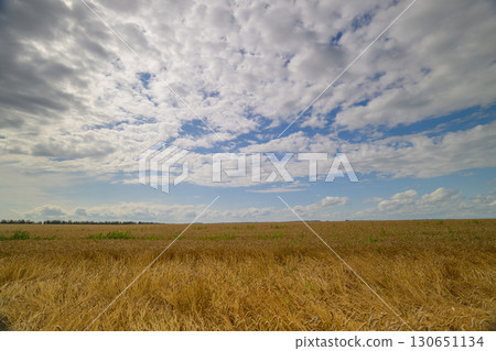 A Beautiful Golden Wheat Field Basking Under a Cloudy Sky in the Countryside Awaits You A Beautiful Golden Wheat Field Basking Under a Cloudy Sky in the Countryside Awaits You 130651134