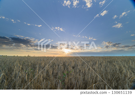 Golden Horizon Stretching Over a Serene and Lush Field During a Beautiful Sunset Golden Horizon Stretching Over a Serene and Lush Field During a Beautiful Sunset 130651139