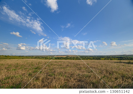 A Beautifully Serene Landscape Featuring a Vast Cotton Field Beneath a Clear Blue Sky A Beautifully Serene Landscape Featuring a Vast Cotton Field Beneath a Clear Blue Sky 130651142