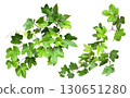 Beautiful green leaf cutout material (transparent background) 130651280