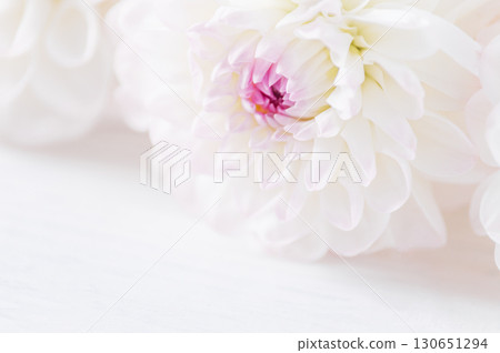 flowers dahlia festive background, pastel and soft bouquet floral card, top view wallpaper background. Macro of White Dahlia Flowers for Texture Background. flowers dahlia festive background, pastel and soft bouquet floral card, top view wallpaper background. Macro of White Dahlia Flowers for Texture Background. 130651294