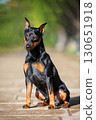 Portrait of a miniature pinscher sitting on a cobblestone path against a summer landscape.  130651918