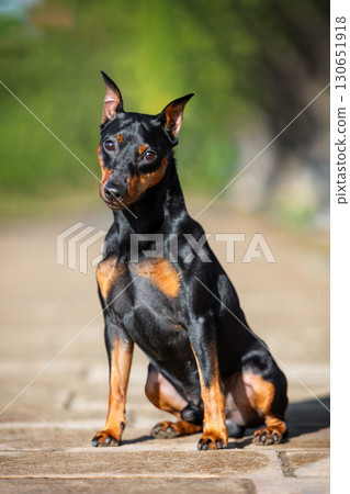 Portrait of a miniature pinscher sitting on a cobblestone path against a summer landscape.  130651918