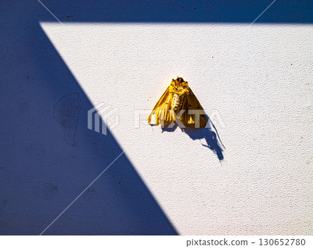 A moth in contrasting lighting is a foreshortened shadow 130652780