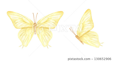 Two yellow butterflies in flight watercolor clip art on isolated background. Front view and side view. Hand painted ethereal moth for nursery decor, wedding stationery, fashion textile, spring design Two yellow butterflies in flight watercolor clip art on isolated background. Front view and side view. Hand painted ethereal moth for nursery decor, wedding stationery, fashion textile, spring design 130652906