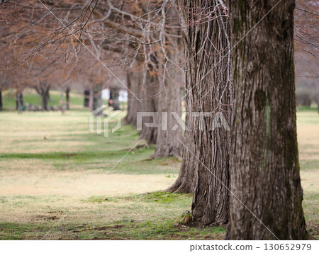 A row of autumn trees with depth A row of autumn trees with depth 130652979