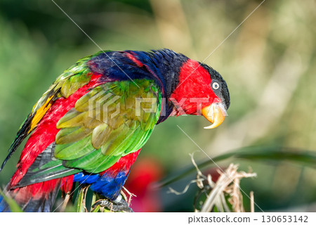 Black-capped lory parrot on a twig close-up Black-capped lory parrot on a twig close-up 130653142