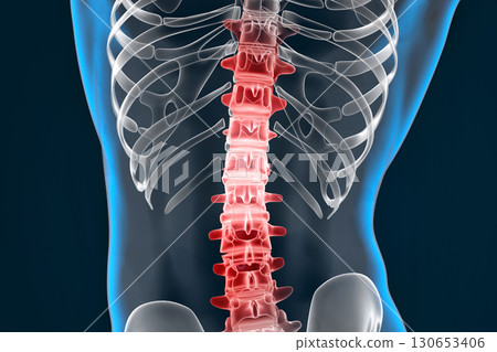 Highlighted human spine. 3D illustration Highlighted human spine. 3D illustration 130653406