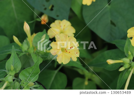 Mirabilis flowers with yellow petals and pink spots blooming in a summer garden 130653489