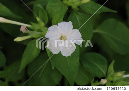 夏日花園裡盛開的白色紫茉莉花 夏日花園裡盛開的白色紫茉莉花 130653610