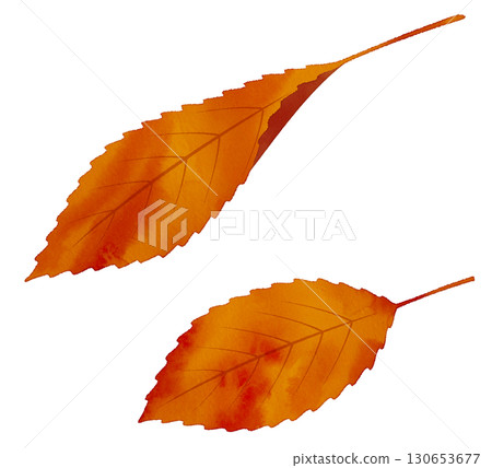 落葉，秋葉，水彩風格 130653677