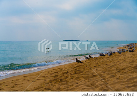 Seagulls sit on the coast of the eastern sea. Korea Seagulls sit on the coast of the eastern sea. Korea 130653688