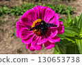 Black carpenter bee collecting nectar from a vibrant pink zinnia flower on a sunny day. 130653738