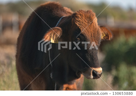 Young Cyprus breed cattle standing on farmland in Akrotiri Marsh. Limassol District, Cyprus 130653880