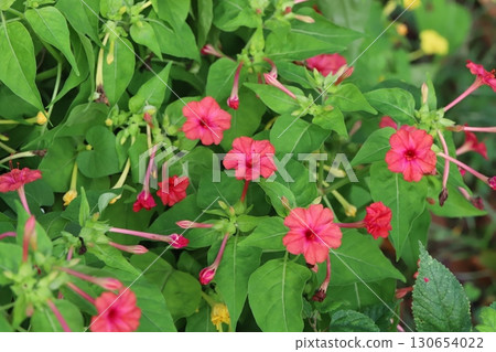 Deep pink Mirabilis flowers blooming in a summer garden 130654022