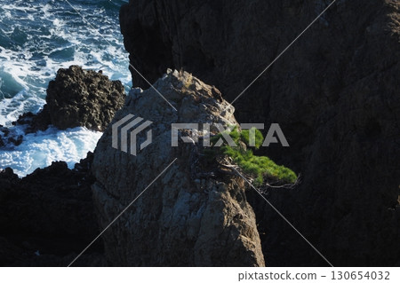 岩石和松樹 130654032