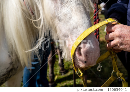 A horse with long hair in County Donegal, Ireland A horse with long hair in County Donegal, Ireland 130654041