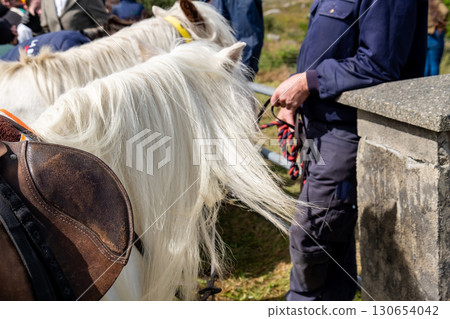 A horse with long hair in County Donegal, Ireland A horse with long hair in County Donegal, Ireland 130654042