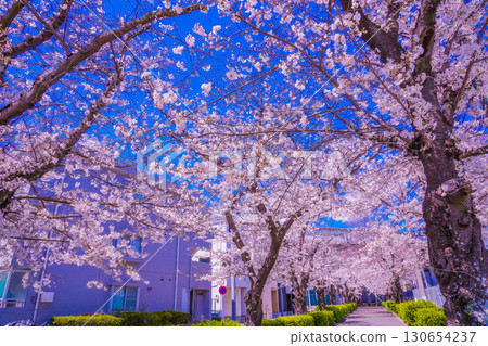 青葉區櫻花隧道 130654237