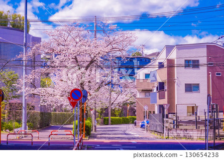 青葉區的櫻花和住宅區 青葉區的櫻花和住宅區 130654238
