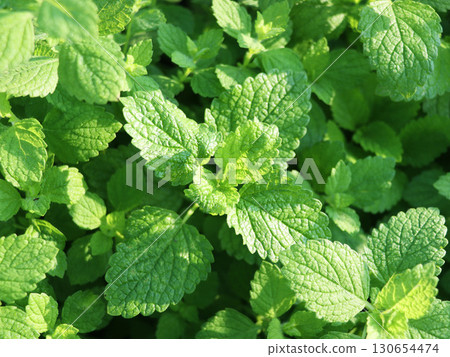 Green mint plant grow at vegetable garden Green mint plant grow at vegetable garden 130654474
