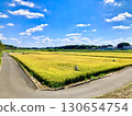 Farmers harvesting rice and the blue sky 130654754