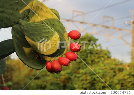 Red fruits of prickly pear cactus growing in a summer garden 130654755