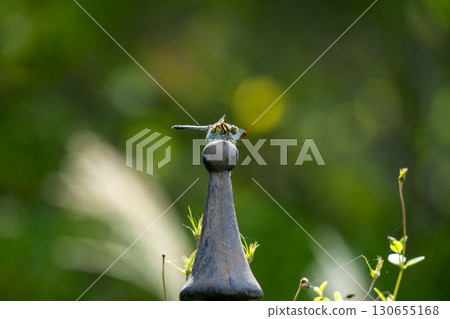 A dragonfly resting on the top of an obelisk A dragonfly resting on the top of an obelisk 130655168