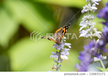 A butterfly with damaged and tattered wings 130655171