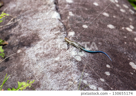 正在曬太陽的幼年或雌性日本草蜥 130655174
