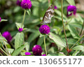 A Nymphalidae butterfly sucking nectar from a purple gomphrena 130655177