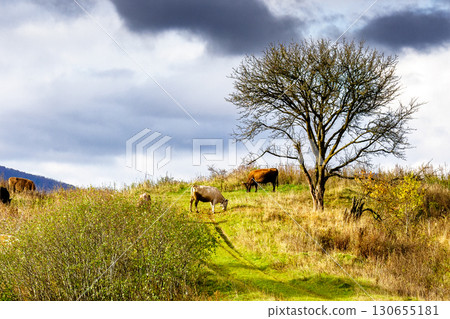 cows grazing on rural field near the tree with no foliage whatsoever. grass fed cattle on the steep hill. dramatic autumnal weather in countryside of ukraine 130655181