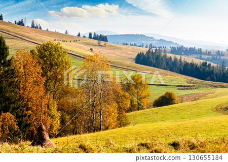 forest on grassy hill in autumn. beautiful rural scenery with rolling pasture. mountainous countryside of transcarpathia. sunny day. warm october weather in carpathians 130655184