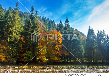mountain landscape with river in autumn. colorful travel background of ukraine nature in bright evening light. discover the beauty of synevyr national park in fall season 130655185