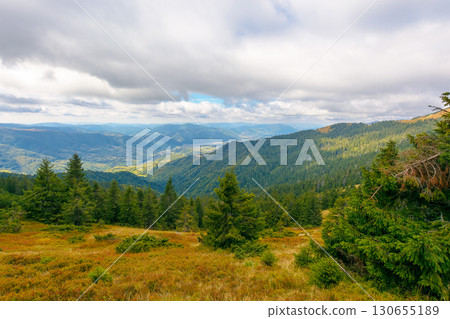 hillside of mountain range with coniferous forest and meadow. view in to the distant rural valley from above. beautiful countryside landscape of transcarpathia in autumn 130655189