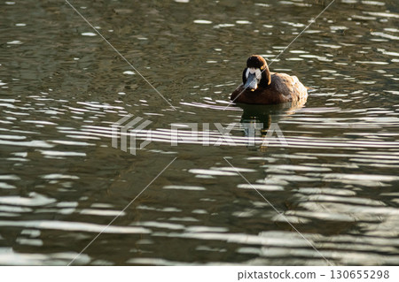 一隻潛鴨在水面上游泳 130655298