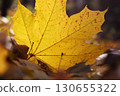 a large yellow maple leaf lies on the floor in an autumn forest, illuminated by the rays of the sun 130655322