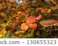 colorful foliage on a tree branch illuminated by the sun's rays in an autumn forest 130655323