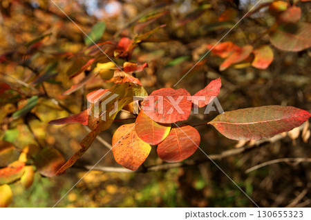 colorful foliage on a tree branch illuminated by the sun's rays in an autumn forest 130655323