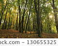 An autumn oak grove in the rays of the setting sun, strewn with fallen leaves, evokes a feeling of calm and tranquility 130655325