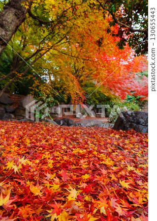 京都涉成園丹風溪的落葉地毯 130655443